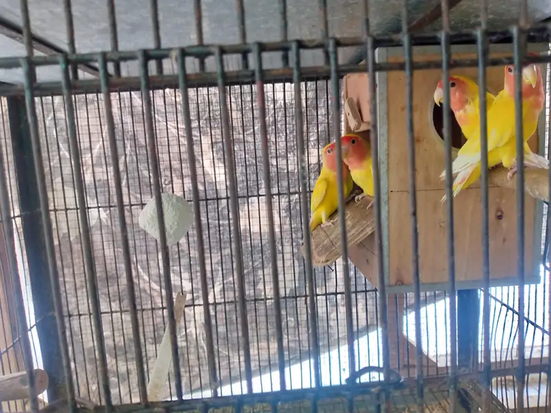 Lutino Lovebirds Pair For sale. — photo 4
