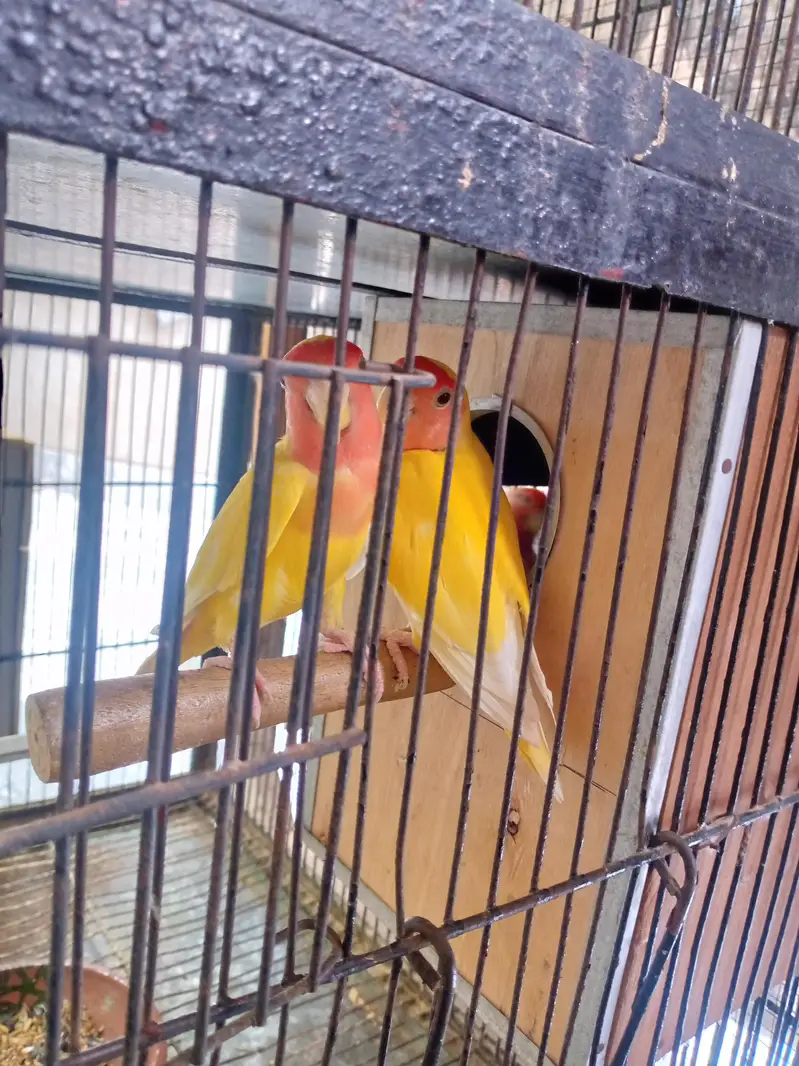 Lutino Lovebirds Pair For sale. — photo 5