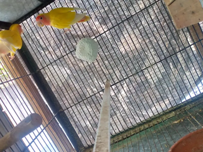 Lutino Lovebirds Pair For sale. — photo 6