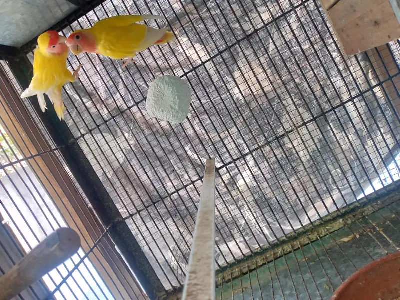 Lutino Lovebirds Pair For sale. — photo 7