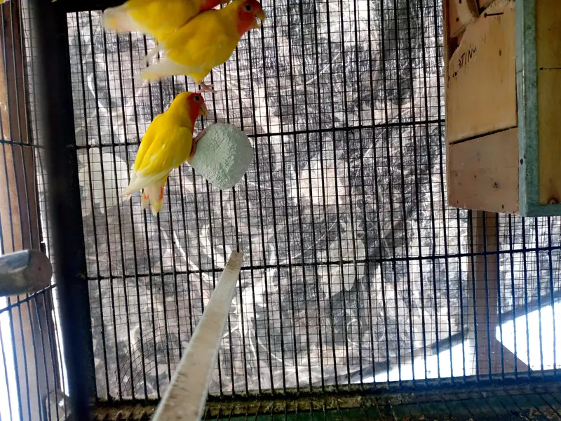 Lutino Lovebirds Pair For sale. — photo 8