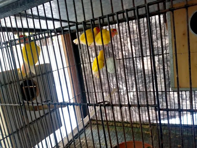 Lutino Lovebirds Pair For sale. — photo 9