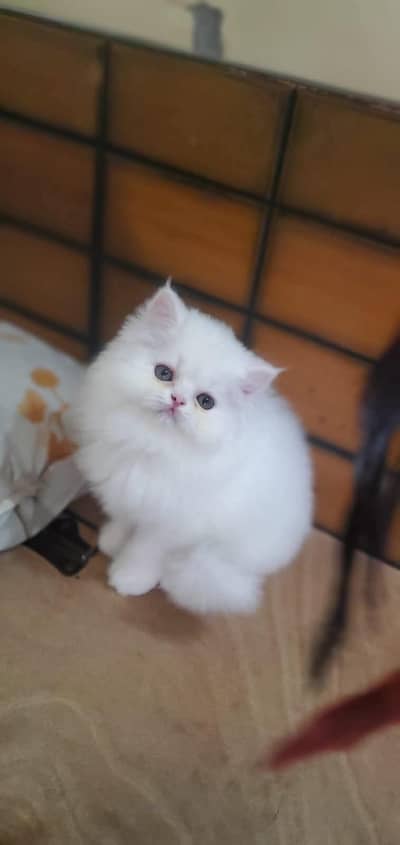 Persian kittens. Whatapp//037046///02354