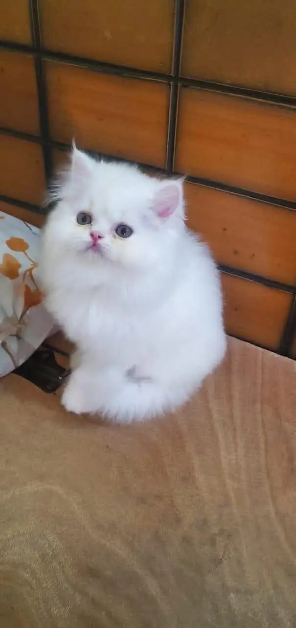 Persian kittens. Whatapp//037046///02354 — photo 2