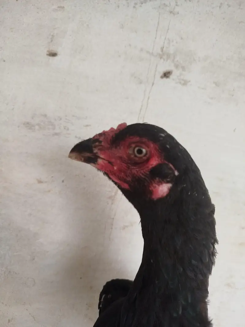 pure homebred thai and miamwali cross — photo 2