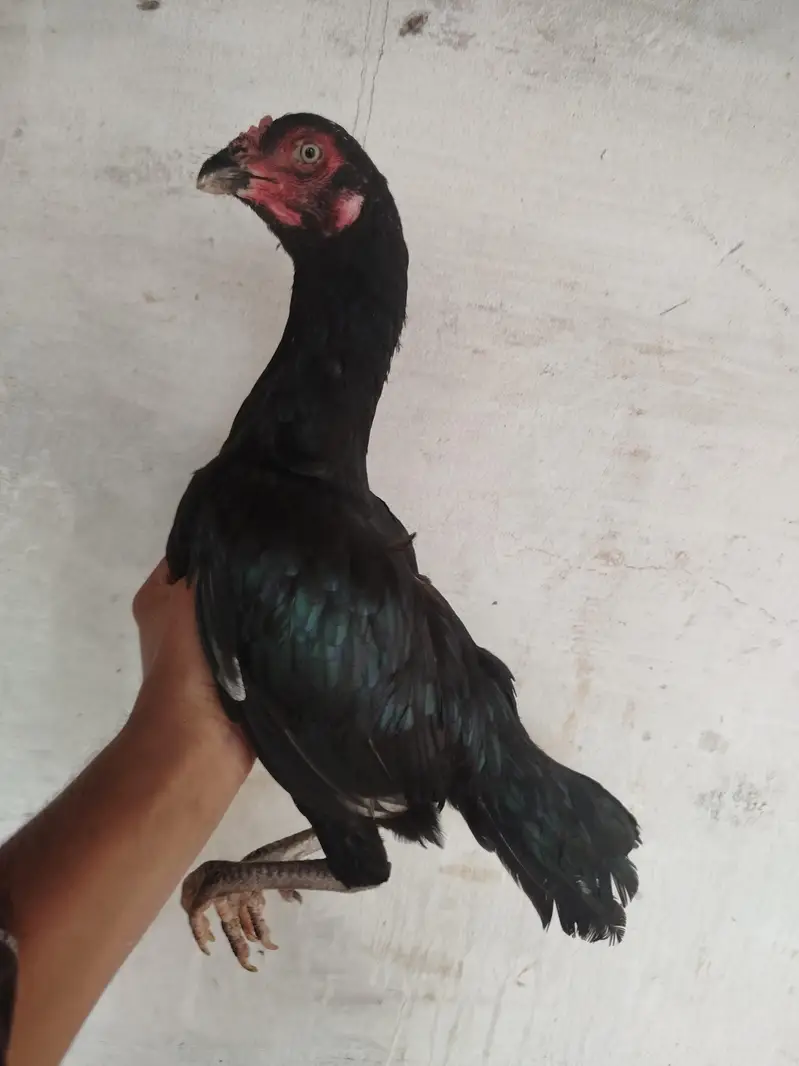 pure homebred thai and miamwali cross — photo 3