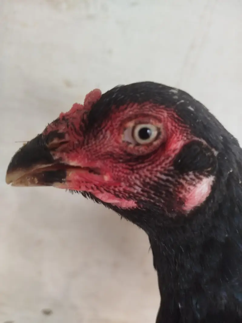 pure homebred thai and miamwali cross — photo 4