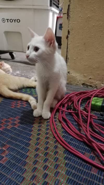 Persian cat for adoption