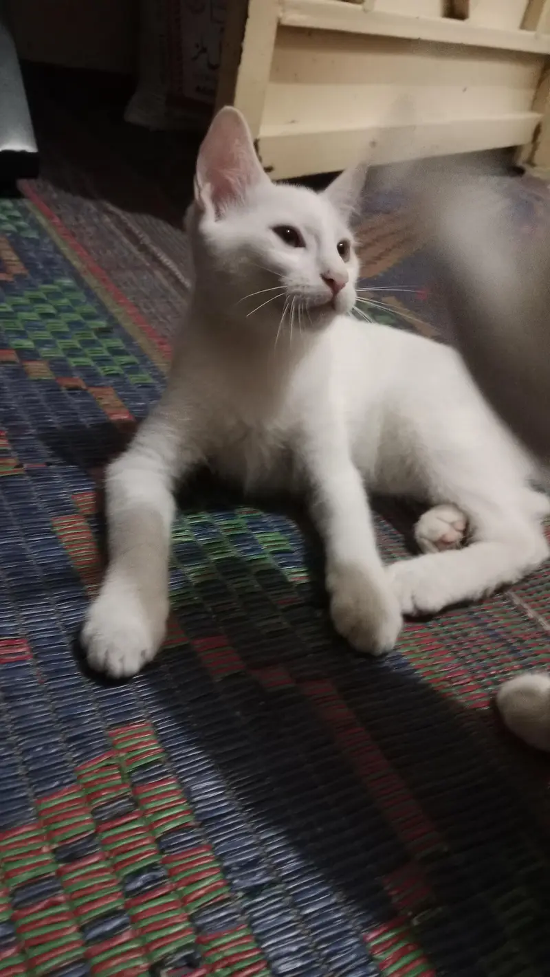 Persian cat for adoption — photo 3