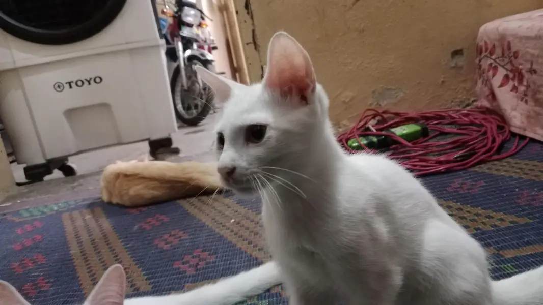 Persian cat for adoption — photo 4