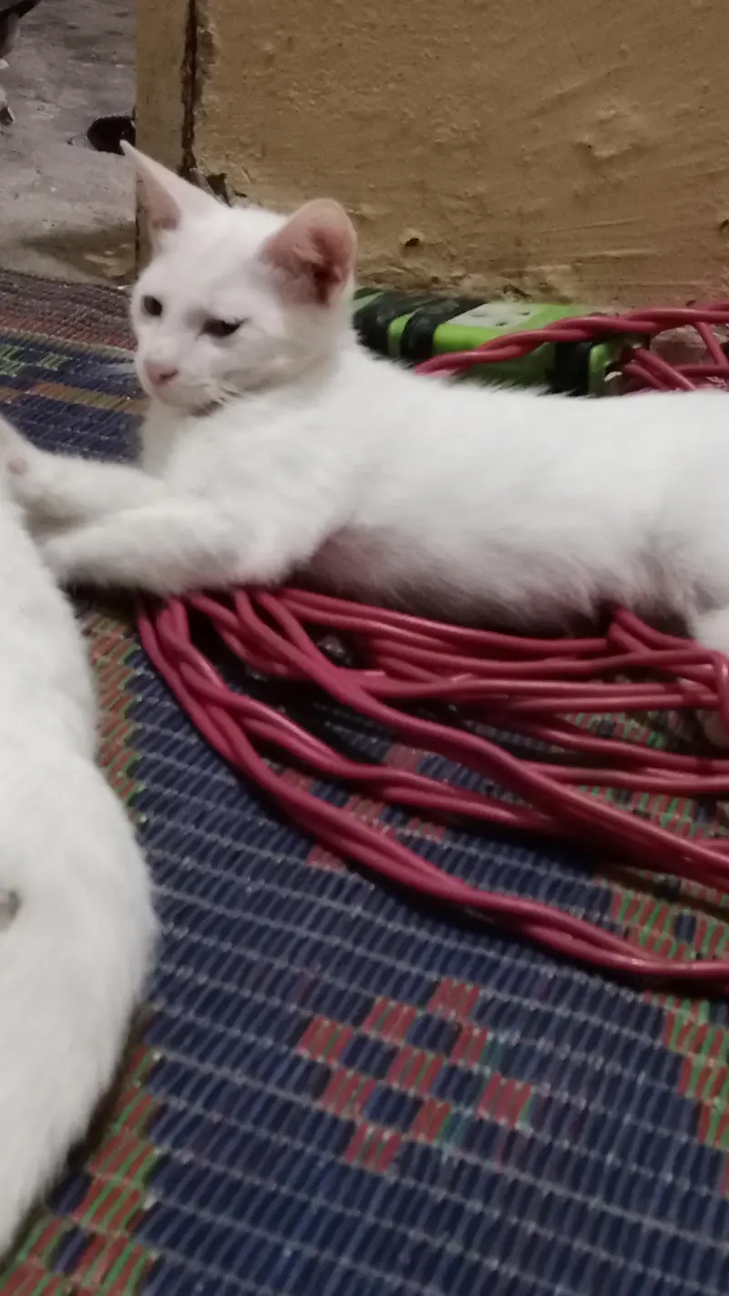 Persian cat for adoption — photo 6