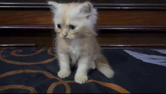 Persian kitten | Persian cat | Triple coat | Female cat | Cat baby |