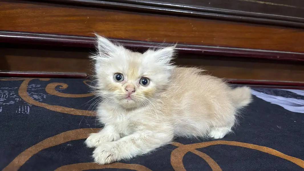 Persian kitten | Persian cat | Triple coat | Female cat | Cat baby | — photo 2