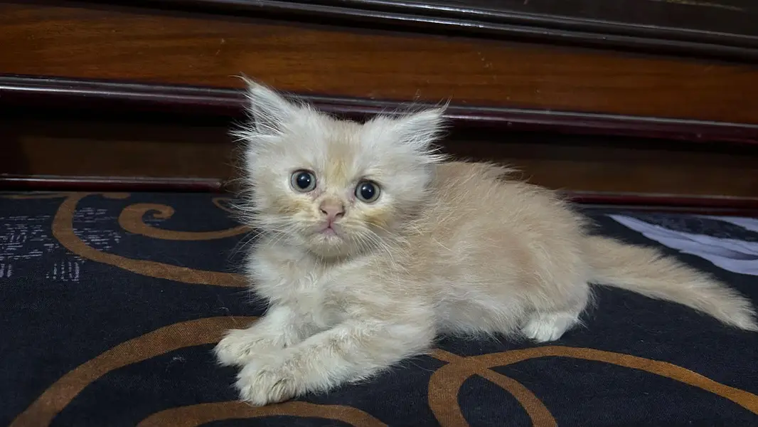 Persian kitten | Persian cat | Triple coat | Female cat | Cat baby | — photo 3