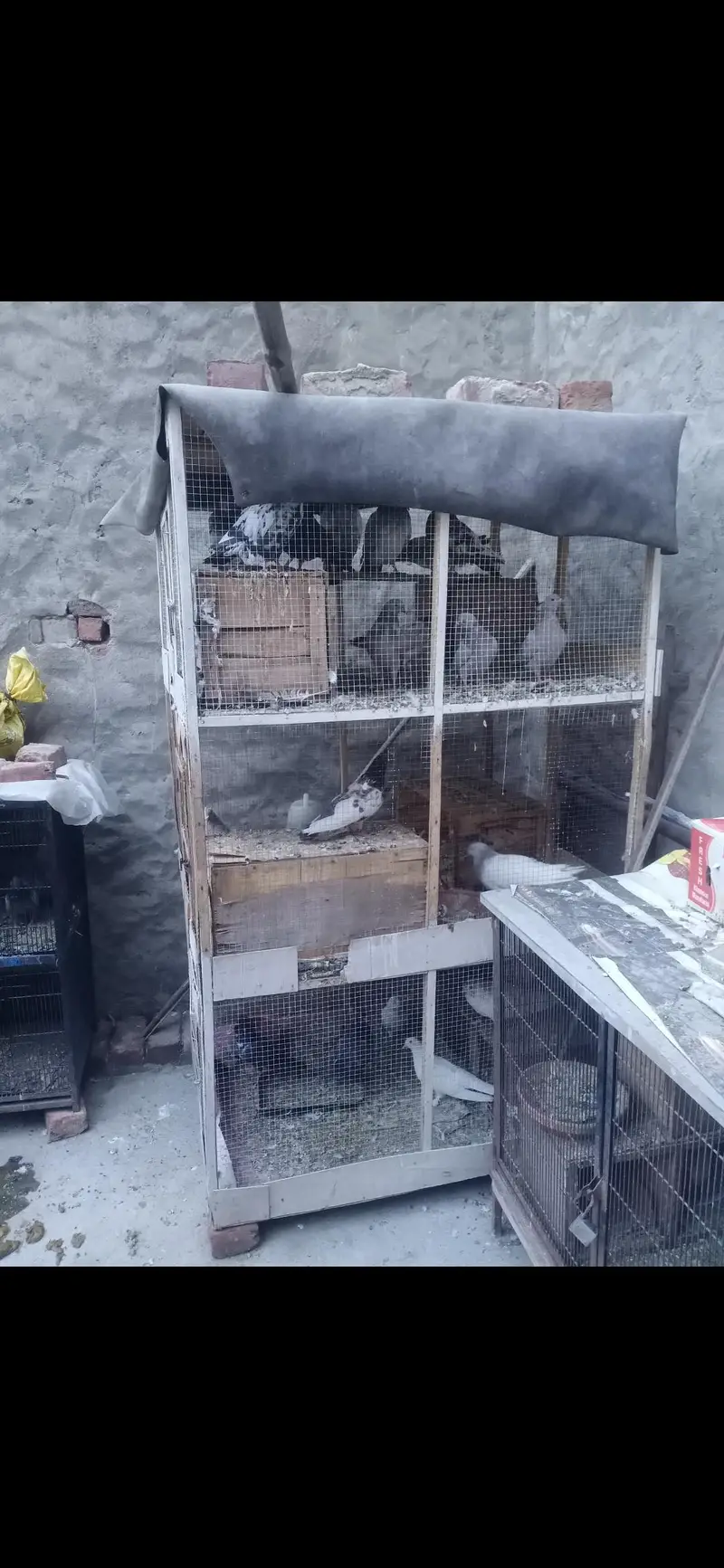 Animal Cage bird cage — photo 2