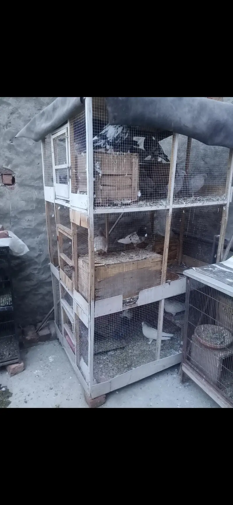 Animal Cage bird cage — photo 4