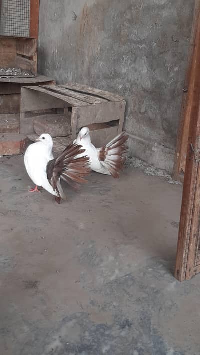 red tail pigeon pair full healthy active