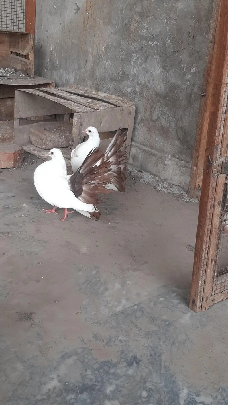 red tail pigeon pair full healthy active — photo 2