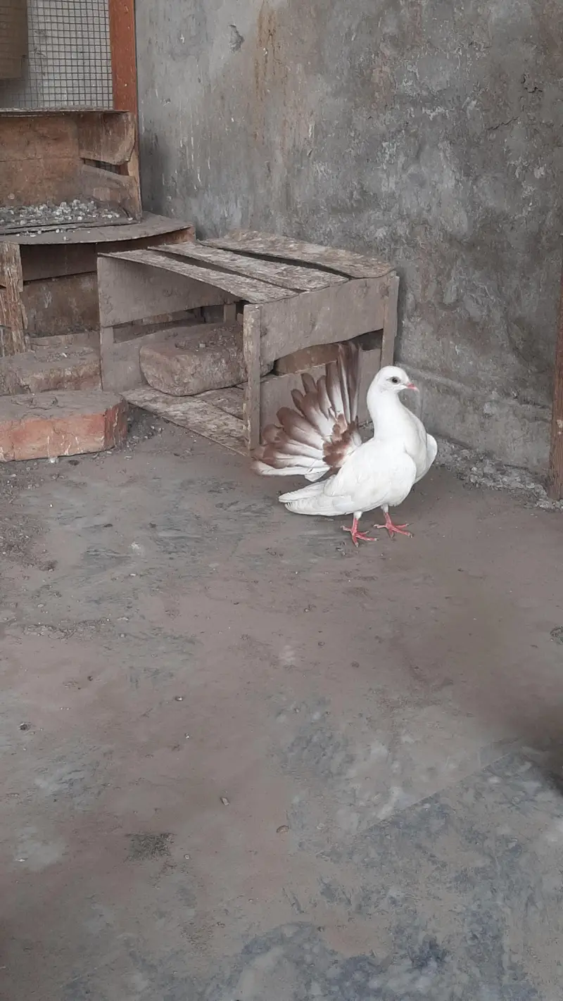 red tail pigeon pair full healthy active — photo 3