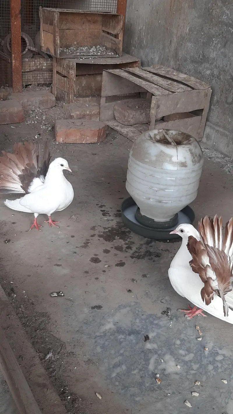 red tail pigeon pair full healthy active — photo 6