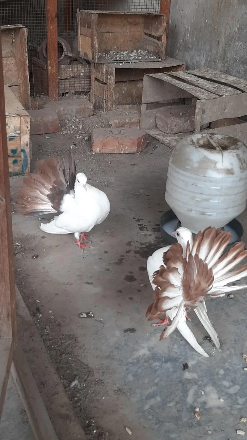 red tail pigeon pair full healthy active — photo 7