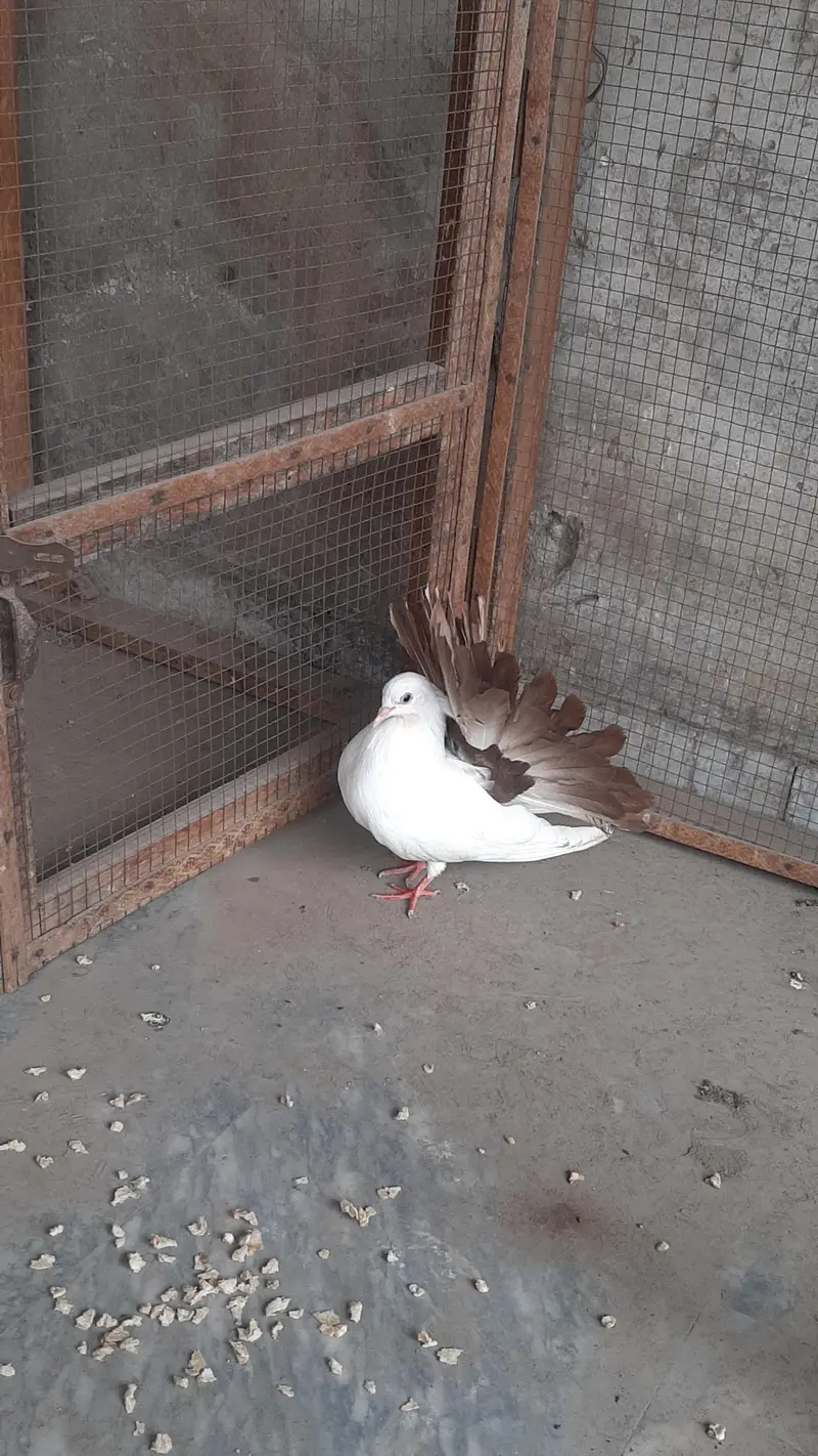red tail pigeon pair full healthy active — photo 8