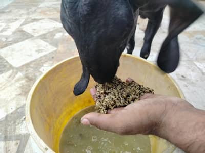 خوبصورت اور صحت مند ماڈی بکری کراچی میں برائے فروخت۔