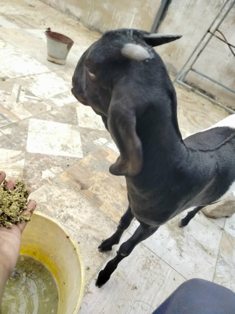خوبصورت اور صحت مند ماڈی بکری کراچی میں برائے فروخت۔ 2