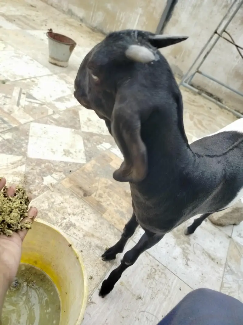 خوبصورت اور صحت مند ماڈی بکری کراچی میں برائے فروخت۔ — photo 3