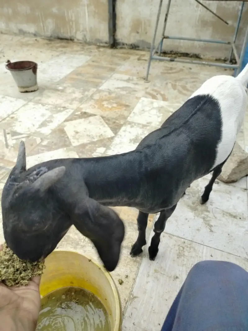خوبصورت اور صحت مند ماڈی بکری کراچی میں برائے فروخت۔ — photo 4