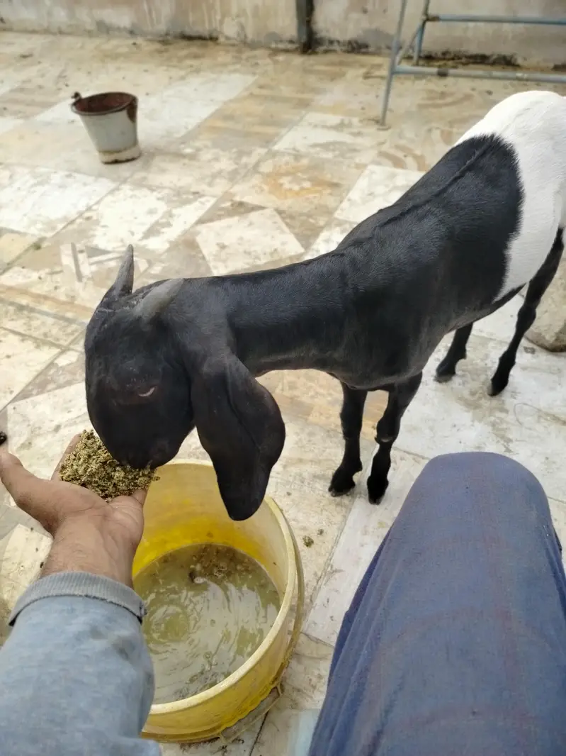 خوبصورت اور صحت مند ماڈی بکری کراچی میں برائے فروخت۔ — photo 5