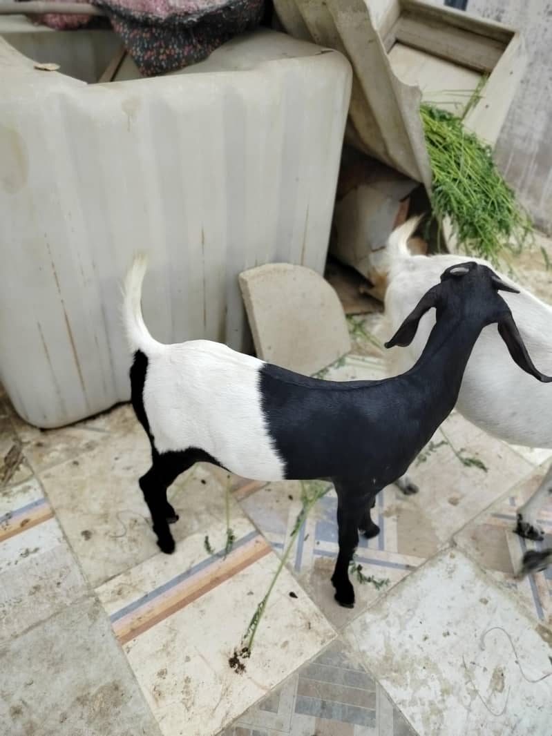 خوبصورت اور صحت مند ماڈی بکری کراچی میں برائے فروخت۔ 5