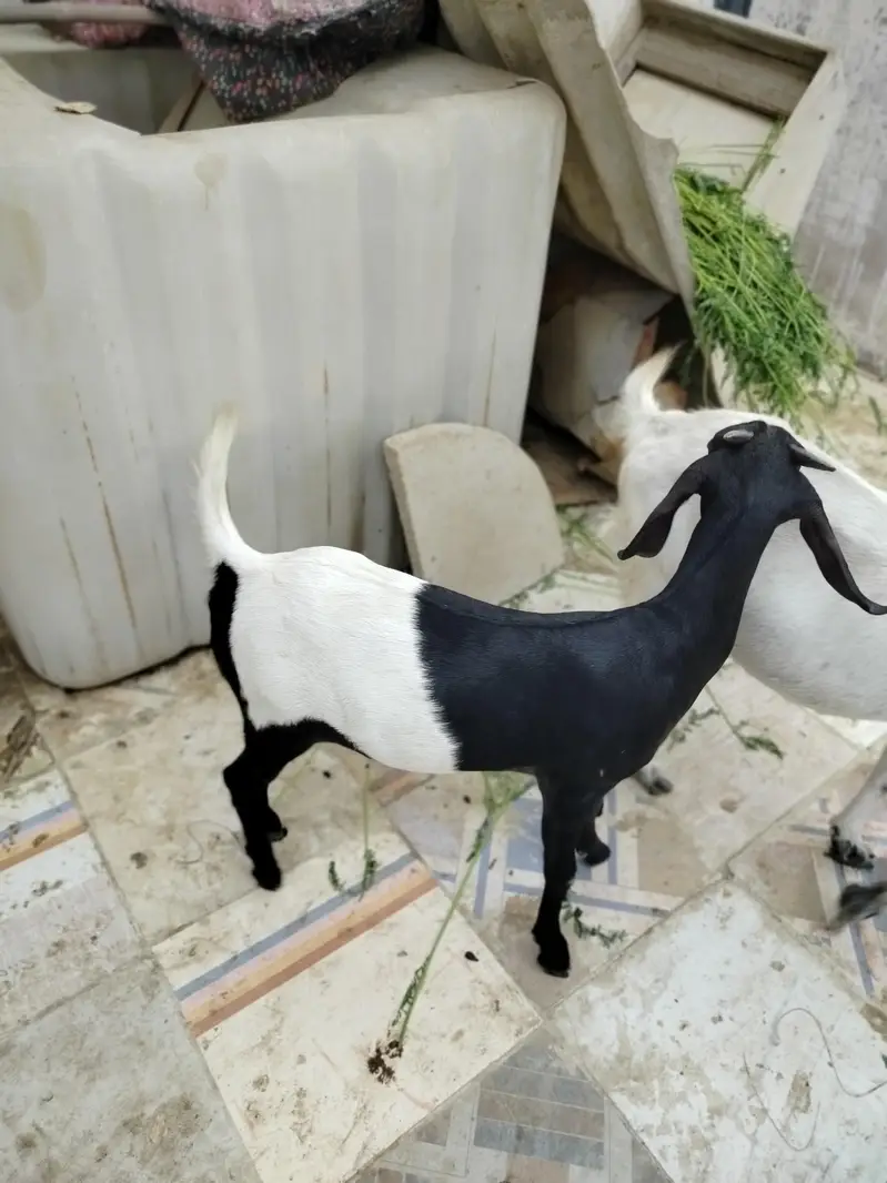 خوبصورت اور صحت مند ماڈی بکری کراچی میں برائے فروخت۔ — photo 6