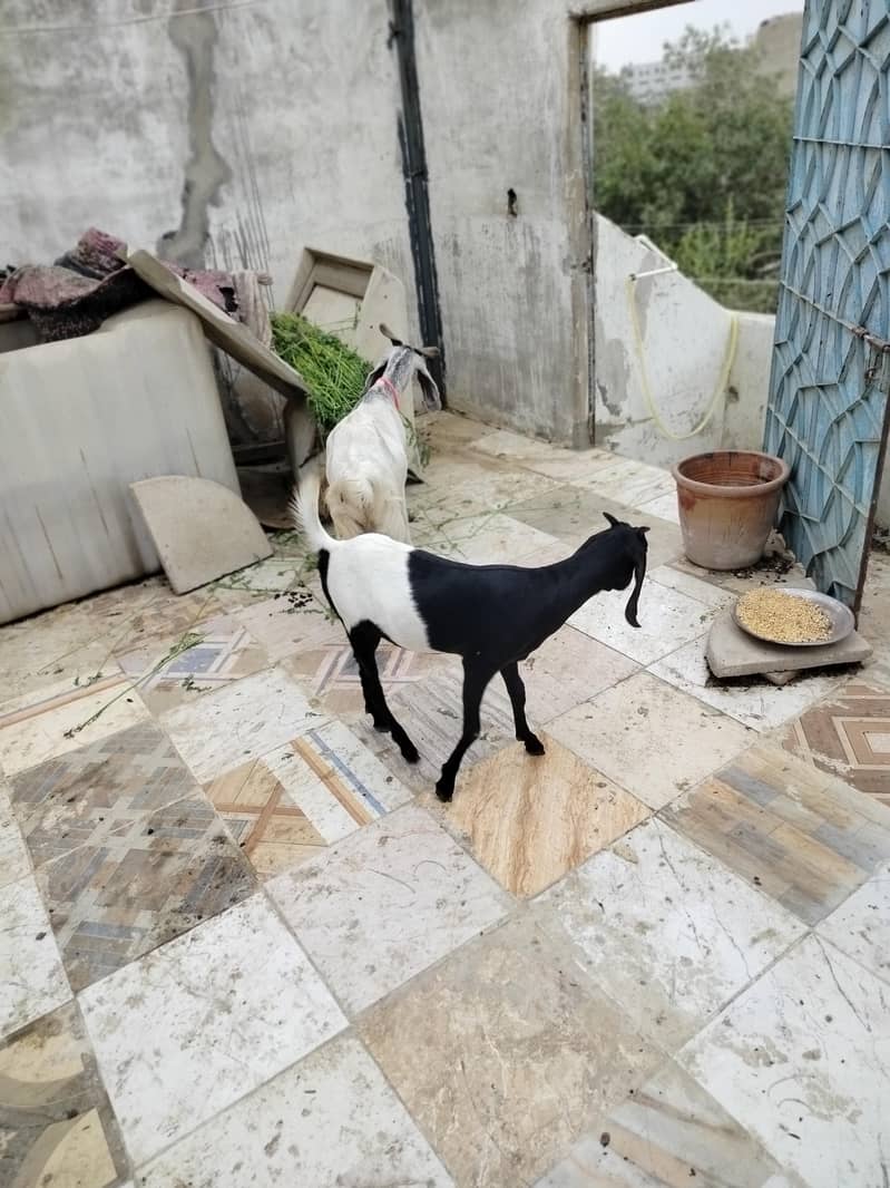 خوبصورت اور صحت مند ماڈی بکری کراچی میں برائے فروخت۔ 6