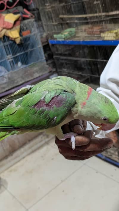 Hand tamed Alexander (raw) parrot 