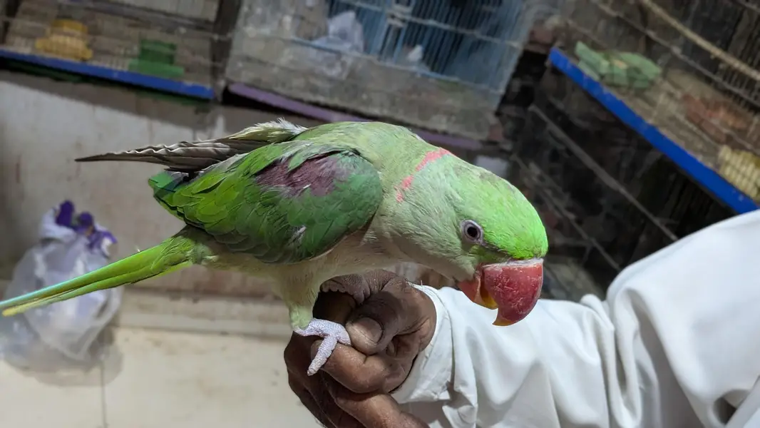 Hand tamed Alexander (raw) parrot  — photo 2
