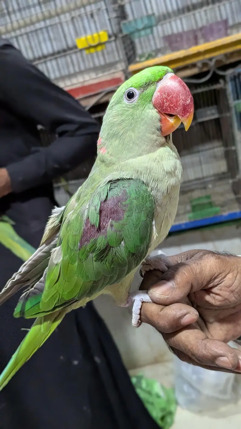 Hand tamed Alexander (raw) parrot  — photo 3