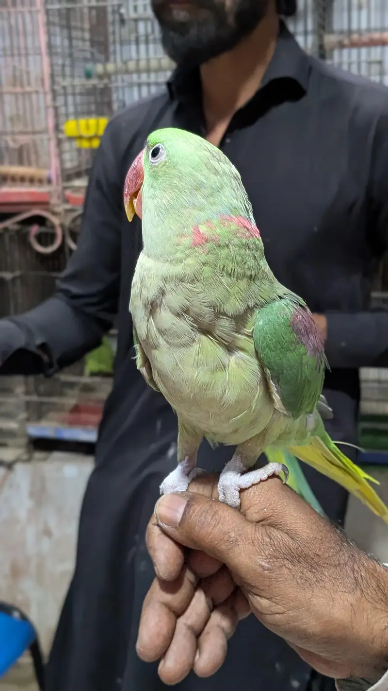 Hand tamed Alexander (raw) parrot  — photo 4