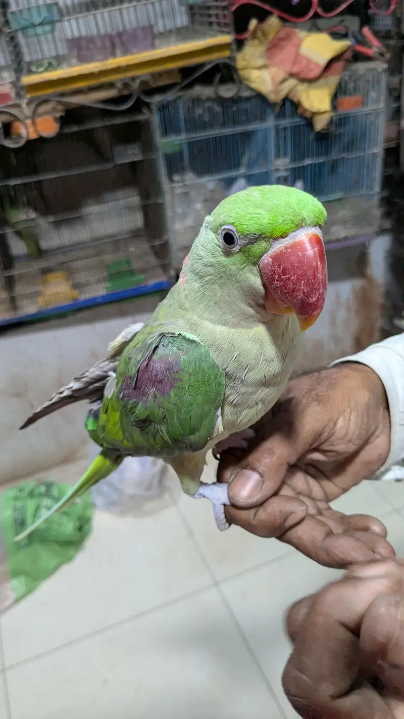 Hand tamed Alexander (raw) parrot  — photo 5