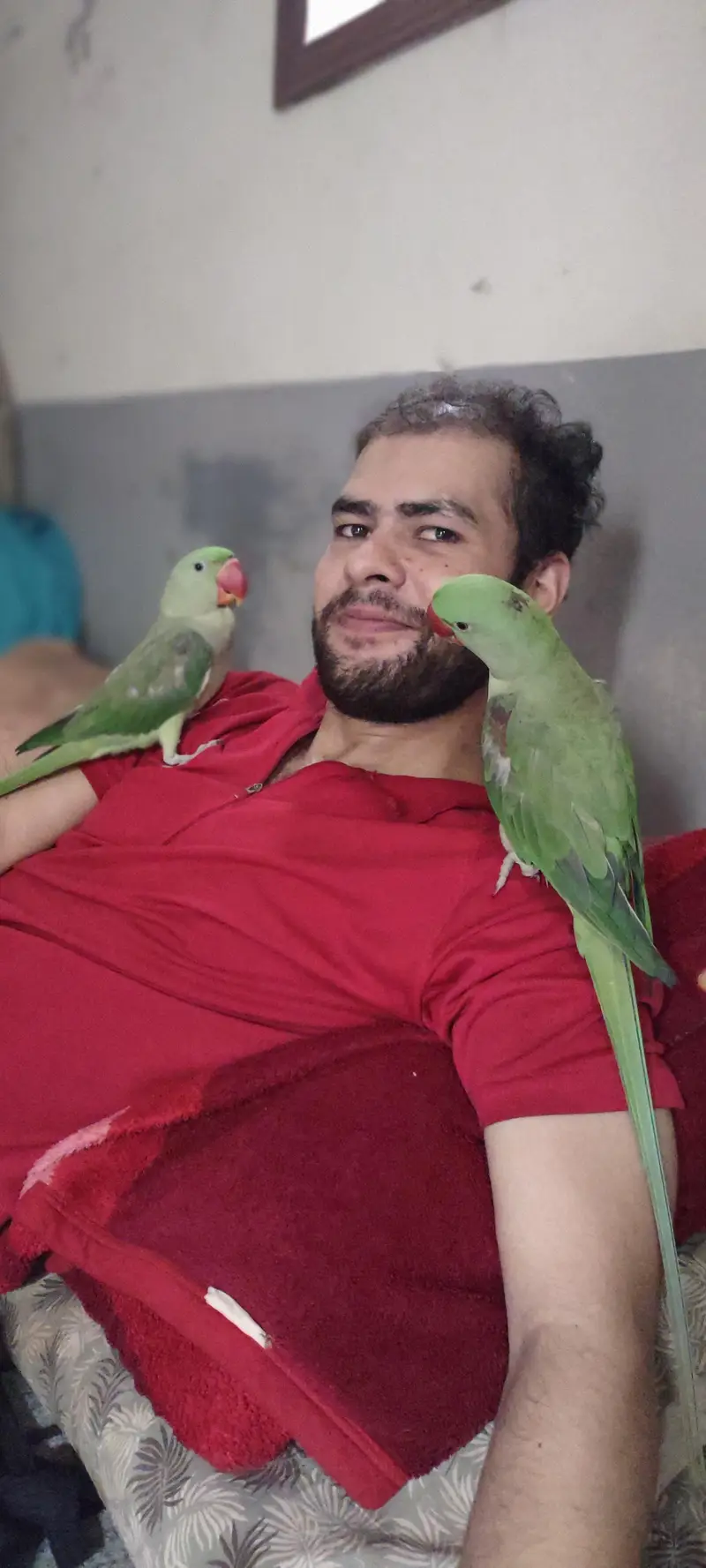 Hand tamed Alexander (raw) parrot  — photo 6