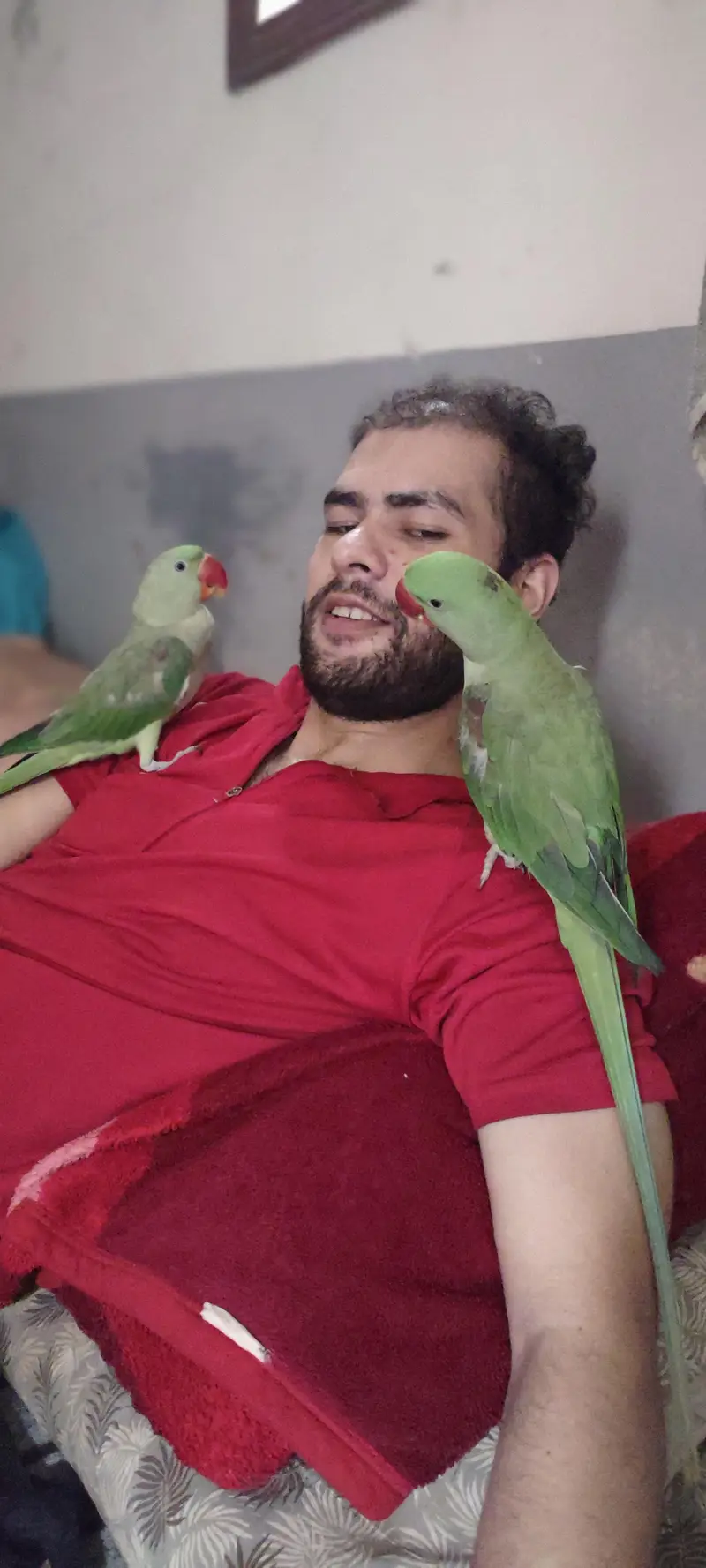 Hand tamed Alexander (raw) parrot  — photo 7