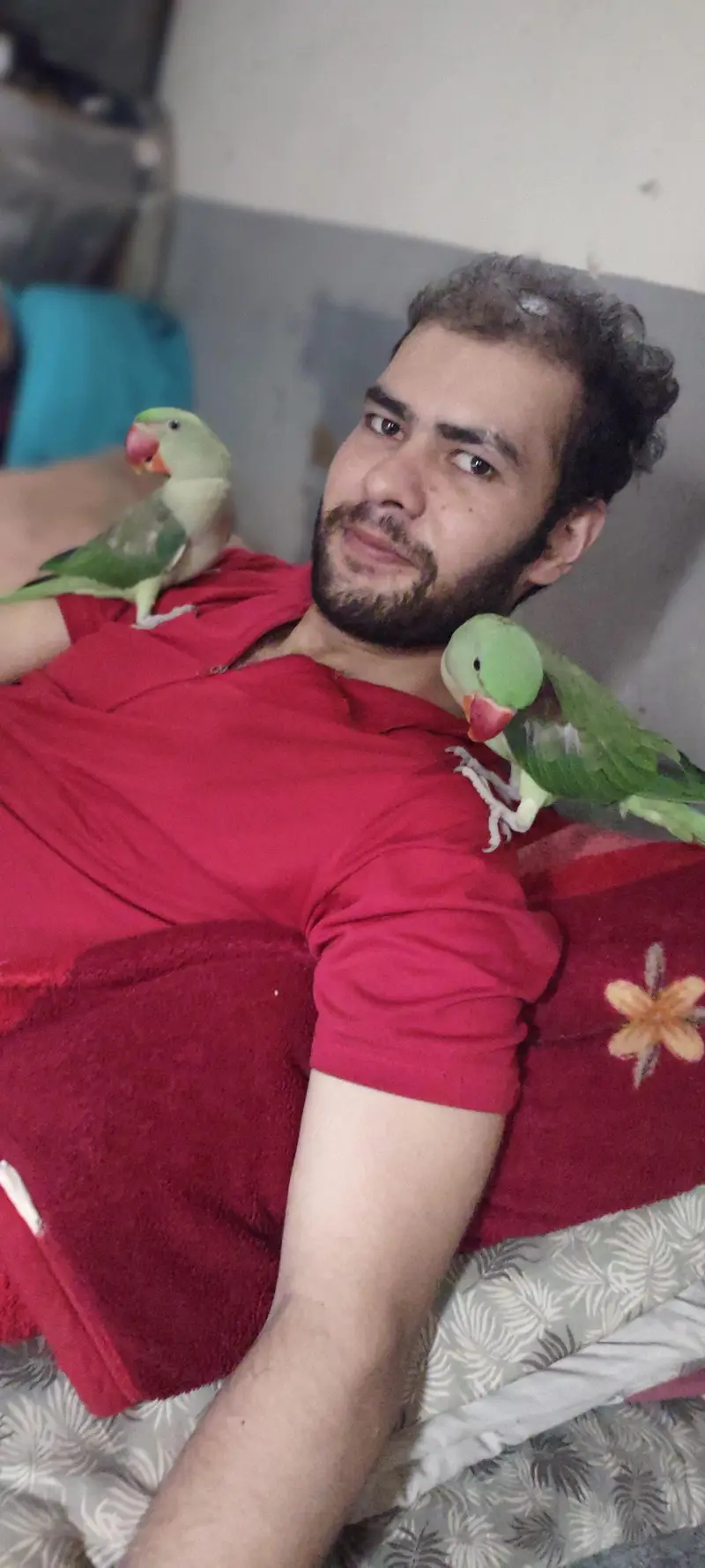 Hand tamed Alexander (raw) parrot  — photo 8