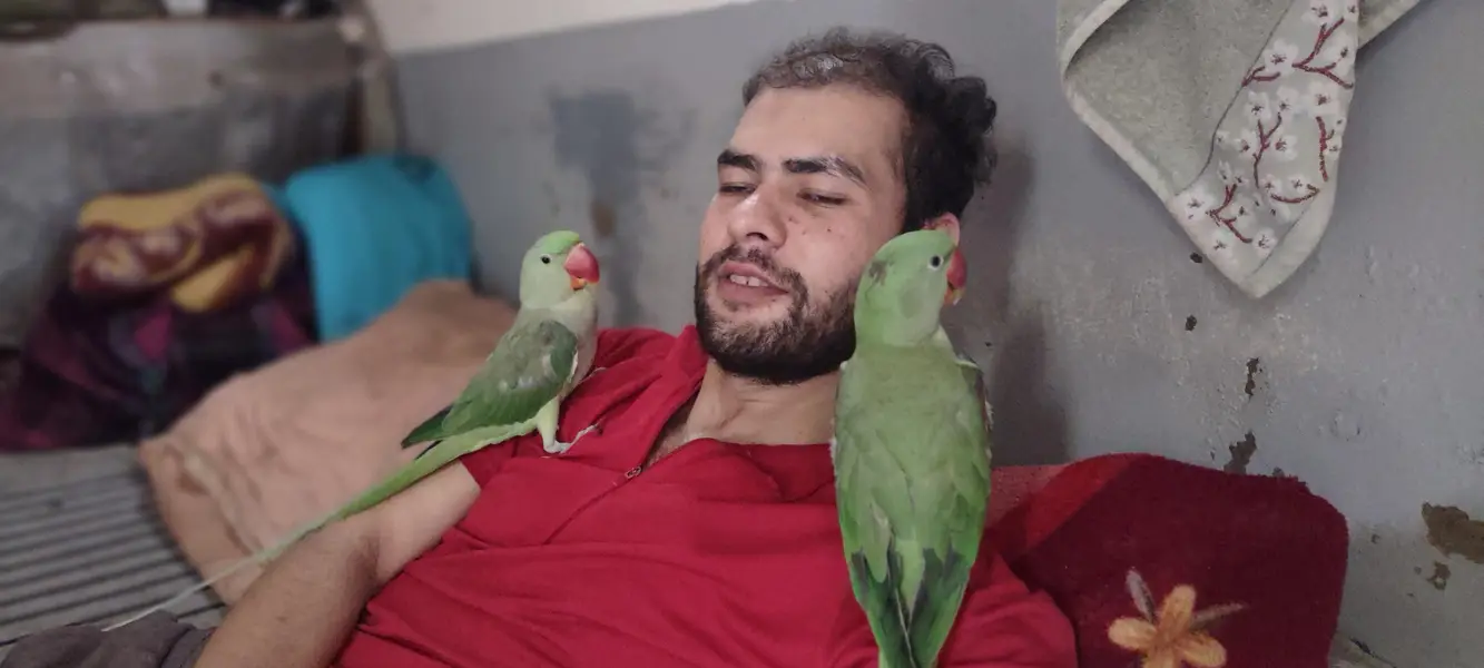 Hand tamed Alexander (raw) parrot  — photo 9
