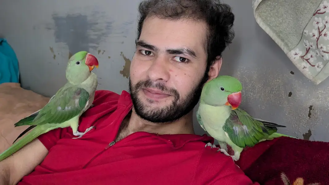 Hand tamed Alexander (raw) parrot  — photo 10