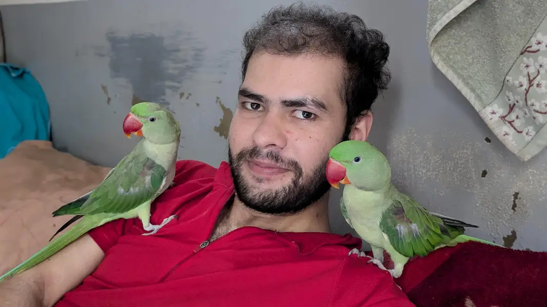 Hand tamed Alexander (raw) parrot  — photo 11