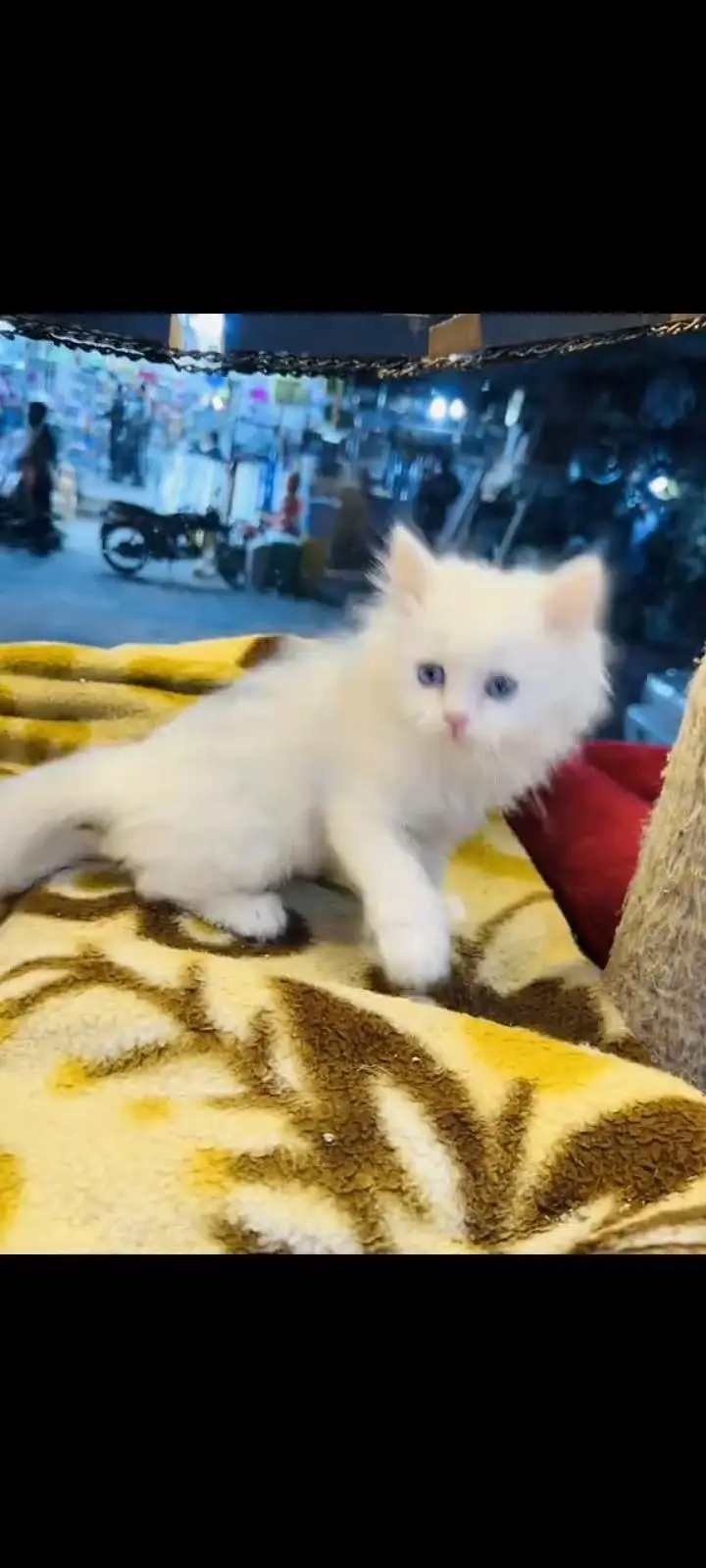 persian cat for sale — photo 2