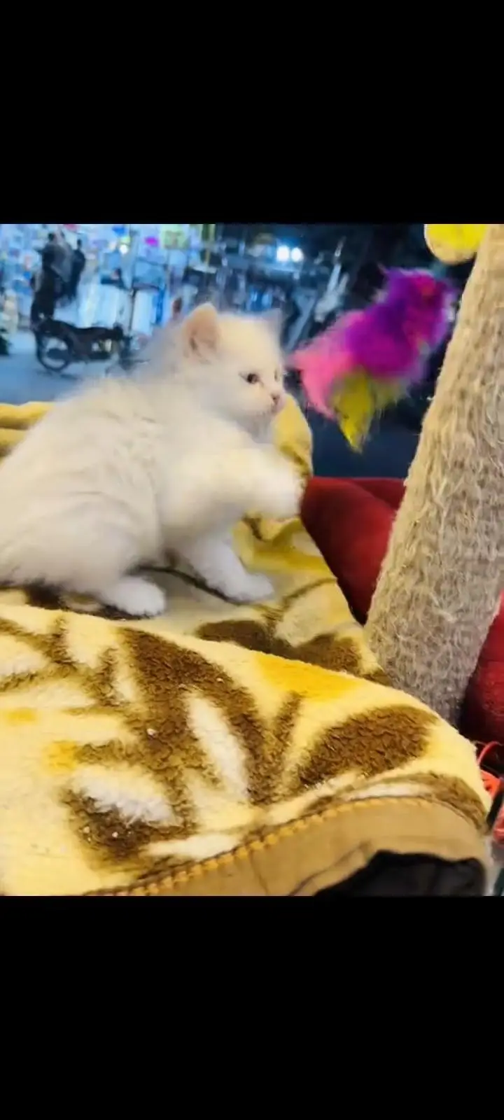 persian cat for sale — photo 3