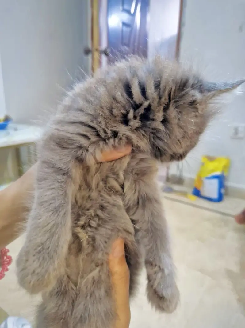 Persian kittens. Whatapp//037046///02354 — photo 2