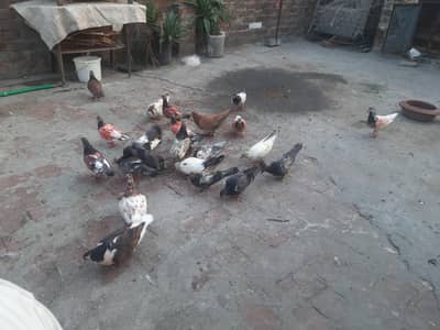 we deal in all kind of peigon in reasonable prices