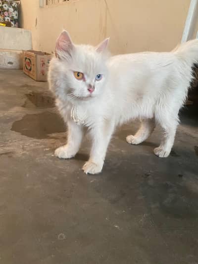 Persian cat female oddy eyes
